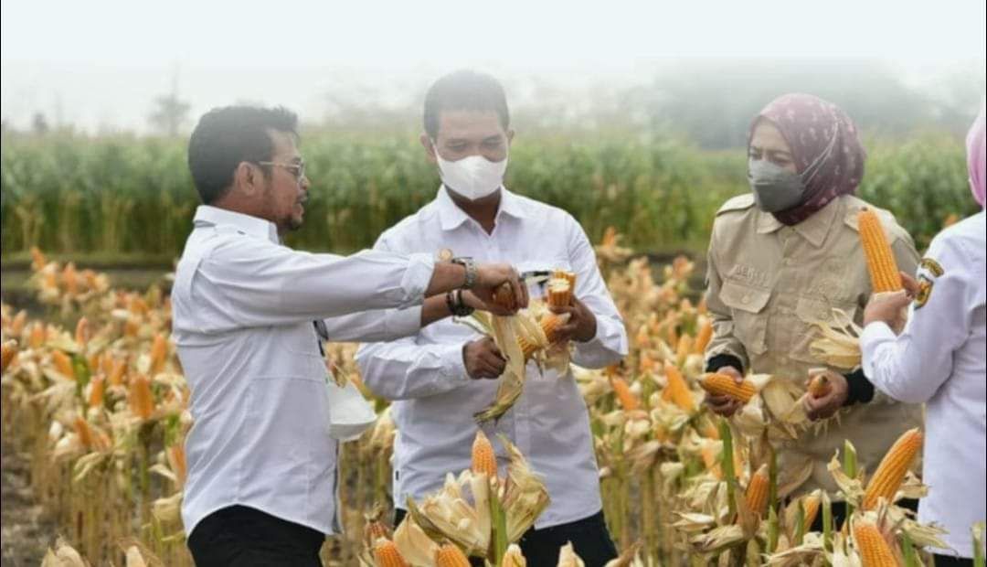 MENTAN PANEN JAGUNG SERENTAK BERSAMA 130 KABUPATEN