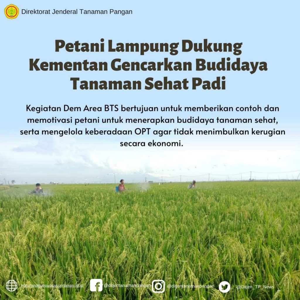 PETANI LAMPUNG DUKUNG KEMENTAN GENCARKAN BUDIDAYA TANAMAN SEHAT PADI