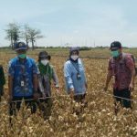 KACANG HIJAU KOMODITAS PANGAN POTENSIAL