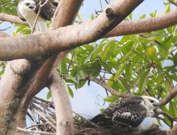 JATABARA, MASYARAKAT PEDULI ELANG FLORES