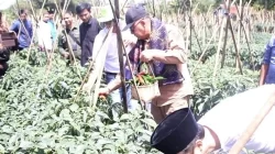 PANEN RAYA CABAI PANGSI, WABUP “KOLABORASI KEMBANGKAN SEKTOR PANGAN TERINTEGRASI DI KAB SUKABUMI”