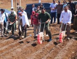 Wabup Iyos Hadiri Tanam Perdana Sorgum Di Desa Kertajaya Simpenan