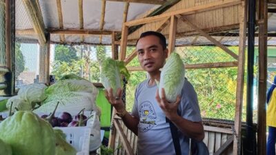 Kini Hadir Pojok Sayuran Di Kecamatan Sukabumi, Kerjasama Bpp Dan Kelompok Tani