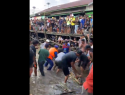 Video, Buaya Raksasa Pembunuh Anak SD di Kalimantan Tengah Berhasil Ditangkap, Benarkah Buaya Peliharaan ?