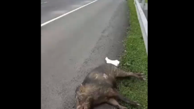 Video Babi Hutan Tergeletak Tak Berdaya Usai Terobos Jalan Tol Cipali, Mobil Avanza Ringsek