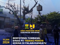 Dinas PU Proaktif Tebang Pohon Mati di Sekitar Jalan Sudirman Palabuhanratu.