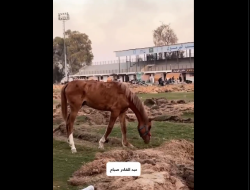 Lebih dari 500 Atlet Palestina Tewas, Kebanyakan Pemain Sepakbola