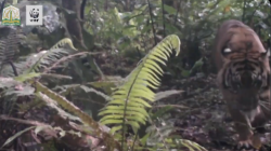 Petani di Lampung Barat Ditemukan Tewas: Diserang Harimau Sumatera
