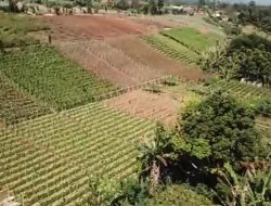 Distan Kab. Sukabumi Agendakan Pendaftaran Komoditas Unggulan Daerah Ke Kementan