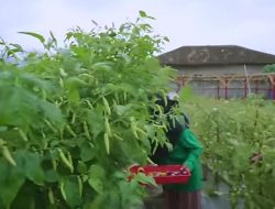 Distan Kab Sukabumi” Harga Pupuk Subsidi Tahun 2025 Tetap Terjangkau