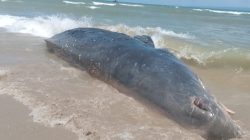 DKP Kab. Sukabumi Bersama Pokmas dan Nelayan Evakuasi Bangkai Paus Sperma di Pantai Cibiuk