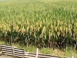 Distan Kab Sukabumi Dukung Strategi Swasembada Pangan