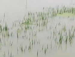Ratusan Hektar Lahan Pertanian Terdampak Bencana, Ini Kata Dinas Pertanian Kab Sukabumi