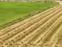 Panen Perdana Inpari 32, Distan Kabupaten Sukabumi Buktikan Urban Farming Efektif