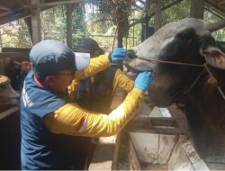 Pastikan Hewan Qurban Sehat, Disnak Kab Sukabumi Lakukan Pemeriksaan Antemortem