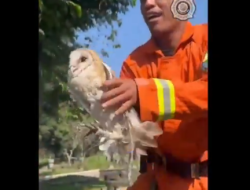 Unik dan Langka Terjadi, Petugas Damkar Cianjur Gunakan Layangan Selamatkan Burung Hantu