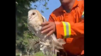 Unik dan Langka Terjadi, Petugas Damkar Cianjur Gunakan Layangan Selamatkan Burung Hantu