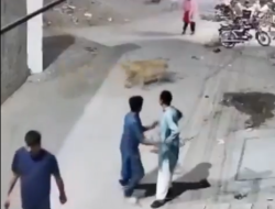 Singa Peliharaan Kabur di Pakistan Serang Dua Anak dan Seorang Wanita