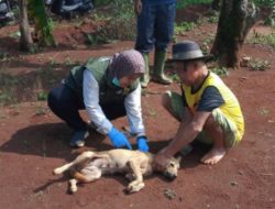 Disnak Kab Sukabumi Gelar Vaksinasi Massal Rabies, Strategi Pencegahan berkelanjutan