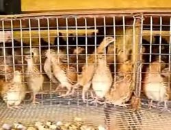 Gercep Tinjau Peternakan Puyuh, kadisnak” Jaga Keseimbangan Peternakan dan Kenyamanan Warga”