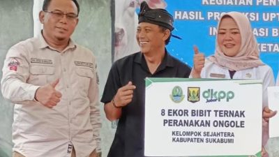 Disnak Kab Sukabumi Salurkan Bantuan Sapi Ke Kelompok Peternak di Ciemas