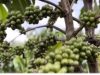 Distan Dukung Hilirisasi, Lirik Sektor Perkebunan Kopi Rakyat