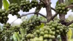 Distan Dukung Hilirisasi, Lirik Sektor Perkebunan Kopi Rakyat