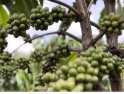 Distan Dukung Hilirisasi, Lirik Sektor Perkebunan Kopi Rakyat