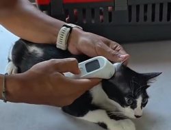 Peringati Hari Rabies Dunia 2025, Disnak Gelar Pelayanan Kesehatan Hewan dan Vaksinasi Rabies