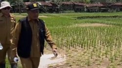 Pasca Banjir, Distan Kab Sukabumi Lakukan Monitoring Daerah Pertanian Terdampak