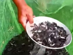 Diskan Restocking Bibit Ikan di Situ Dewa Dewi Cipiit Jampangtengah