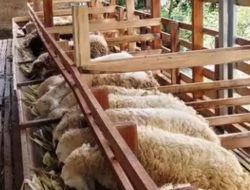 Disnak Berikan Vitamin dan Obat Cacing, Pelayanan Kesehatan Ternak Supaya Tumbuh Optimal