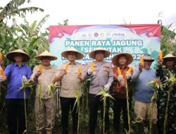 Panen Raya Jagung Serentak Kuartal I, Wabup “Kolaborasi Kunci Terwujudnya Kemandirian Pangan”