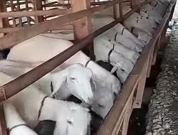 Apresiasi Program Ternak Domba Cibentang, Kadisnak” Dukung Ketahanan Pangan”