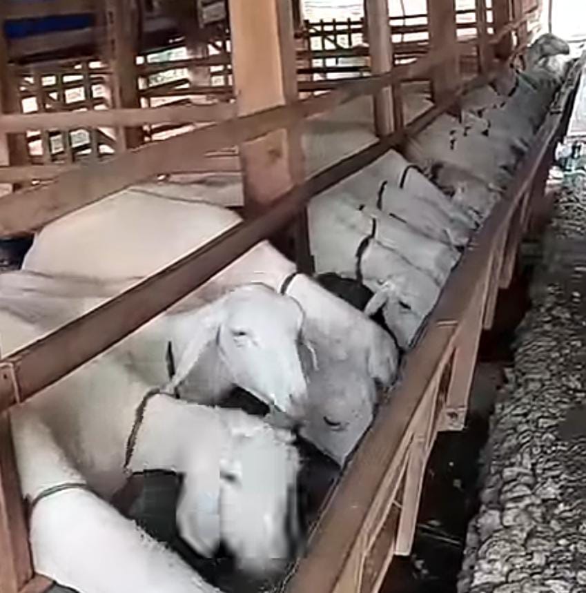 Apresiasi Program Ternak Domba Cibentang, Kadisnak” Dukung Ketahanan Pangan”