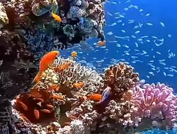 Diskan Kab Sukabumi Dukung Konservasi Terumbu Karang