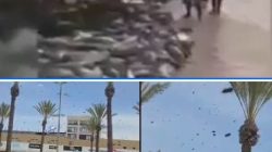 Serangan Jutaan Lebah di Israel, Sementara Warga Palestina Mendapatkan Ikan Segar di Pantai