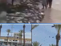 Serangan Jutaan Lebah di Israel, Sementara Warga Palestina Mendapatkan Ikan Segar di Pantai