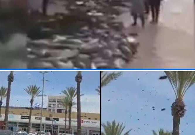 Serangan Jutaan Lebah di Israel, Sementara Warga Palestina Mendapatkan Ikan Segar di Pantai