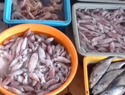 Viral Timbangan Ikan Gak Sesuai, Dinas Perikanan Gercep Lakukan Evaluasi