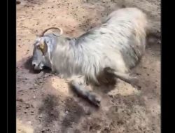 Kambing Ini Kejang dan Mati Sebelum Dikurbankan, Apa yang Terjadi