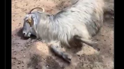 Kambing Ini Kejang dan Mati Sebelum Dikurbankan, Apa yang Terjadi