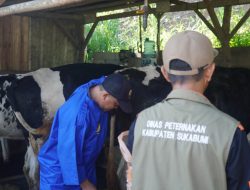 BET dan Disnak Kab Sukabumi Gelar Pelayanan Aktif Distribusi dan Transfer Embrio