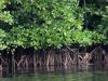 Dinas Perikanan Kab Sukabumi Galakan Penanaman Mangrove Untuk Kelestarian Lingkungan Pesisir