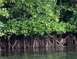 Dinas Perikanan Kab Sukabumi Galakan Penanaman Mangrove Untuk Kelestarian Lingkungan Pesisir