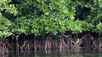 Dinas Perikanan Kab Sukabumi Galakan Penanaman Mangrove Untuk Kelestarian Lingkungan Pesisir